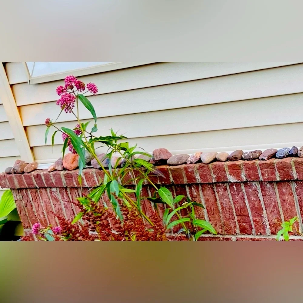Red Rocks-Great 4 Plants, Fish, Turtles-2.5-3Lbs Many Sizes, Small-Medium 2-3.5”